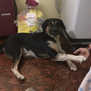 A Black and Brown Indie Dog Found from Tata Nagar area