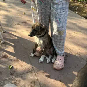A Black and White Indie Dog Found from District Park, Janakpuri