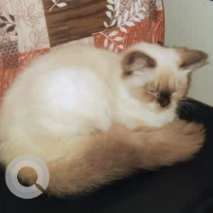 A Black and Brown Himalayan Persian Cat Found from BTM Layout, Bengaluru-3