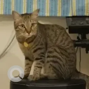 A Black and White Indie Cat Missing from Bengaluru
