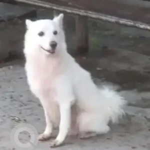 A White Pomeranian Dog Missing from Bandra East, Mumbai