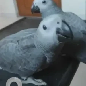 A Grey American Grey Parrot Bird Missing from Chandapura