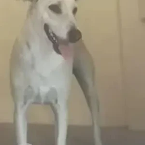 A White Indie Dog Missing from Subhash lane, Narayanpura-4