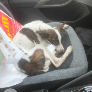 A White-Brown Mix Indie Dog Found from Maduvinkarai Guindy signal