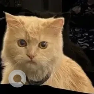 A White-Brown Mix Ginger cat Cat Missing from Sportzilla Club Bedian Road