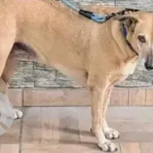 A White-Brown Mix Indie Dog Missing from Someshwara Layout, Doddakanneli, Sarjapur Road-3