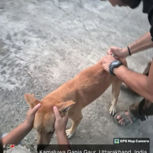 Rabies vaccination-63