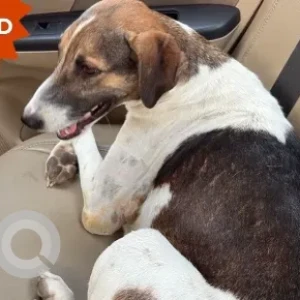 A White-Brown Mix Indie Dog Missing from RPS Savana, Sector 88