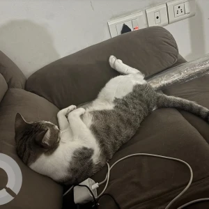 A Grey-White Mix Indie Cat Missing from Nyati Iris Yucca, Mohammadwadi-2