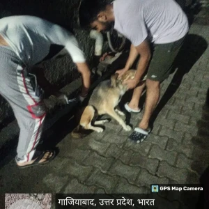 Rabies vaccination-85