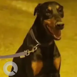 A Black and Brown Doberman Dog Missing from Mysore main road, Gali anjaneya temple
