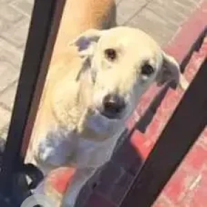 A White-Brown Mix Indie Dog Missing from Noida-2
