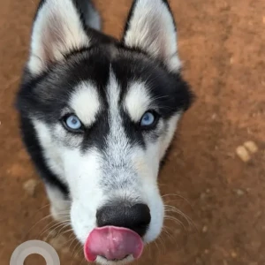 A Grey-White Mix Husky Dog Missing from Bandra palihill-2