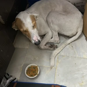 A White-Brown Mix Indie Dog Missing from Baljeet nagar