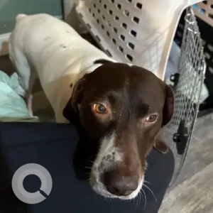 A Black and White German Shorthaired Pointer Dog Missing from Prospect Hill St & Route 138 near Raynham Taunton Dog Track