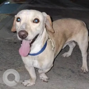 A White Labrador and dachshund Dog Found from Rajkumar road prakashnagar 1st cross, Rajajinagar-2