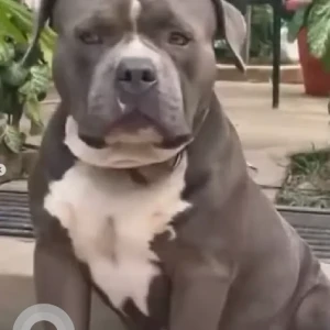 A Grey-White Mix American Bully Dog Missing from Karishma Hills