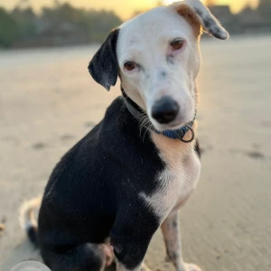 A Black and White Indie Dog Missing from Pernem, Arambol