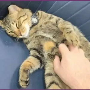 A Dusky Domestic Shorthair Cat Missing from Best Pet Vet - Veterinary clinic