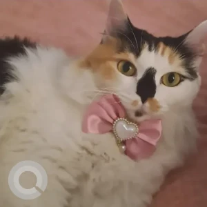 A White Persian Cat Missing from al khan - qasba - tiger buildings/sharjah islamic bank