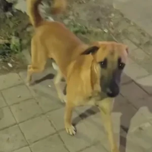 A White-Brown Mix Indie Dog Found from Pimpri Chinchwad