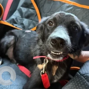 A Black and White Indie Dog Found from JU Block Pitampura