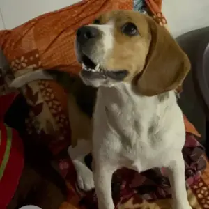 A White-Brown Mix Beagle Dog Found from Jharoda, Sant Nagar,-3