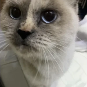 A Grey Siamese Cat Found from Umm Amara Street, opposite Al Ittihad Health Center-2