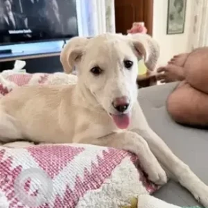 A White Indie Dog Missing from HRBR Layout, Kalyan Nagar