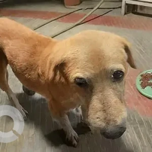 A White-Brown Mix Indie Dog Missing from Prajay Virgin County Tukkuguda area, Maheswaram