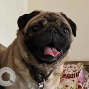 A White-Brown Mix Pug Dog Found from Karve Nagar, Pune