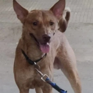 A Brown Indie Dog Missing from Mandalay Lines, Pune