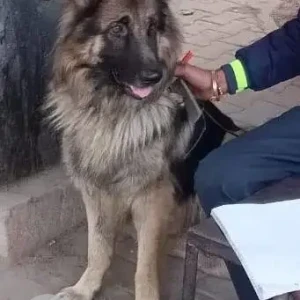 A Black and Brown German Shepherd Dog Found from D3 Vasant Kunj