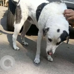A Black and White Indie Dog Missing from Vasant Kunj-2