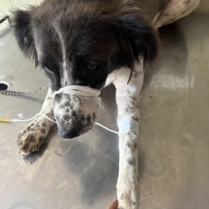 A Black and White Indie Dog Missing from PM in Loni