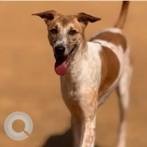 Female Indie Dog Adoption for Adoption in 