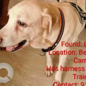 A White Labrador Dog Missing from Infosys Campus