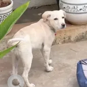 A White Indie Dog Missing from HRBR Layout, Kalyan Nagar-2