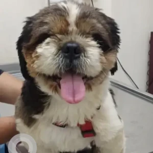 A Black and White Shih Tzu Dog Found from Jain college, Kanakpura-2