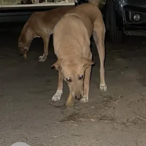A Brown Indie Dog Missing from Madhav Nagar, Bhandara
