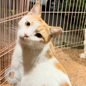 A Orange Domestic Cat Missing from Jumeirah 3, next to 777 Centre