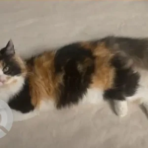 A White-Brown Mix Calico Cat Missing from karakeeb outlet karama building electra