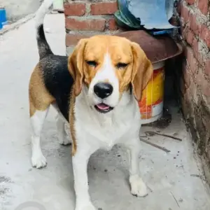 A White-Brown Mix Beagle Dog Found from Jharoda, Sant Nagar,