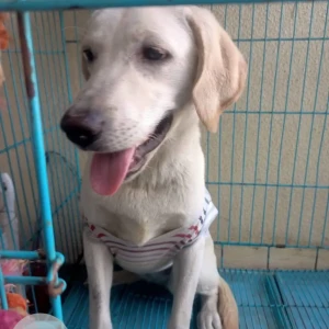 A White Labrador Dog Found from Kothrud, Gaothan