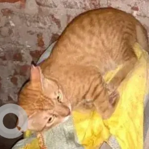 A Orange Ginger Cat Missing from Thane West, Thane-3