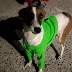 A White-Brown Mix Indie Dog Found from CA block Shalimar Bagh