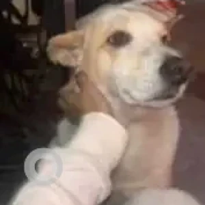 A White-Brown Mix Indie Dog Missing from Punjabi Bagh West Metro Station-3