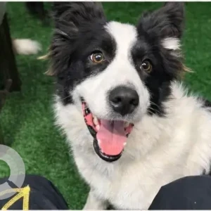 A Black and White Border Collie Dog Missing from marmoom(alqudra)