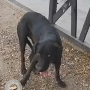A Black Indie Dog Found from Sindh Colony, Pune-4