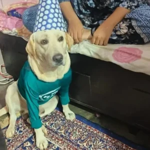 A White Labrador Dog Missing from Jigani Hobli, Anekal Taluk-3